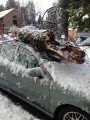 Twain Harte tree smashes car