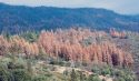 CAL FIRE Image of Drought and Insect-impacted trees in the Sierra Nevada