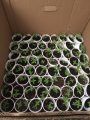 Pot plants bust in Jamestown
