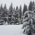 Snow pack reading at Phillip Station