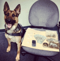 K9 Hans Helps Bust Drug Dealer
