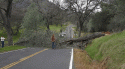 Tree across Pool Station Road