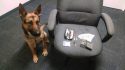 TCSD K-9 Hans with drugs