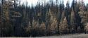 Dead trees in the Rim Fire burn scar