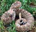 Rattlesnake