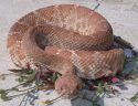 Rattlesnake image