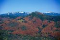 Aerial view of dead trees in the Pacific Northwest Region (California)