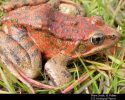 CA Red-legged Frog