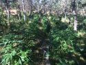 Hogan Dam Road pot bust