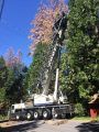 PG&E tree work