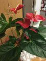 Thank You plant gifted to Sonora CHP after police shootings in the news