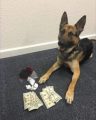 K9 Hans Following Drug Bust