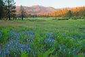 Ackerson Meadow, Autumn
