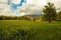 Ackerson Meadow