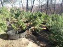 Part of a non-compliant six-acre Mountain Ranch marijuana grow just before eradication.