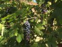 Grape Harvest