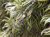 Common Hawaiian Garden Spider 10/17/2016