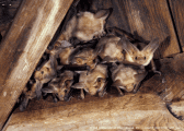 michele-rugo-article-barn-bats-10-17-2017