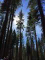 Stanislaus National Forest Experimental Forest near Pinecrest, Tuolumne County Tree Mortality Tour, October 2016