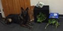 TCSD K-9 Beau with confiscated drugs