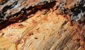 Bark Beetle destruction