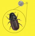 Bark Beetle size