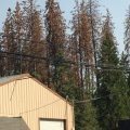 Dead trees along HWY 108