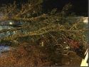 Tree down on car