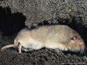Geomys (Earth Mice) and Theomys species of the common pocket gopher
