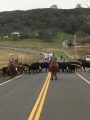 Cowboys, cattle and police cruisers moving along Rawhide Rd. early Monday, Jan. 16, 2017