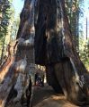 Pioneer Cabin Tree