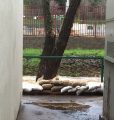 shs sand bags