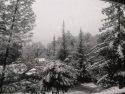 Monday's snow in Phoenix Lake estates