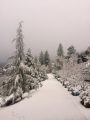 Snow in Soulsbyville (1-12-17)