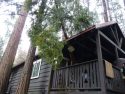 Cedar-tree-into-Twain-Harte-home-Feb. 17-2017-Lauralee-Brown-Photo