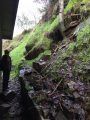 Hillside, 1st rock, Tree of Heaven problem