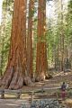 Mariposa Grove of Giant Sequoias.
