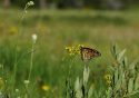 Monarch butterfly in Yosemite Meadow.