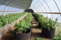 Illegal pot grow near San Andreas