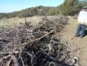 A Calaveras County resident's chipping pile before pic.