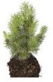 Evergreen seedling