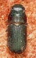 Western Pine Beetle, USDA Image