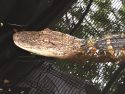 Alligator Located In Jamestown