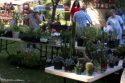 Succulents That Thrive in Foothill Gardens