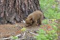 Yosemite bear cub