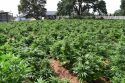 Massive pot bust in Jenny Lind