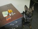 K9 Beau with Klaverweiden arrest evidence