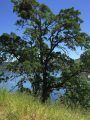 Oak-thriving-post-significantly-wet-winter-at-New-Melones-April-30-2017