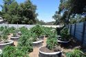 Burson pot bust