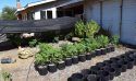 Burson pot plants